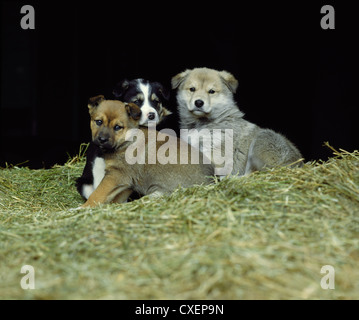 5 WK OLD MIXED PUPS / MINNESOTA Stock Photo