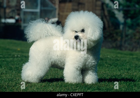 bichon-frise-standing-side-