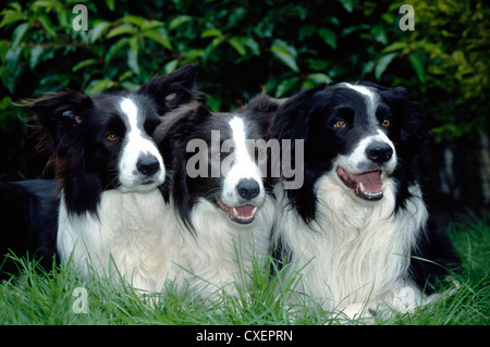 THREE BORDER COLLIES - FRONT VIEW, LYING IN A ROW / IRELAND Stock Photo
