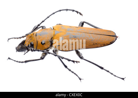 Trictenotomidae beetle Stock Photo
