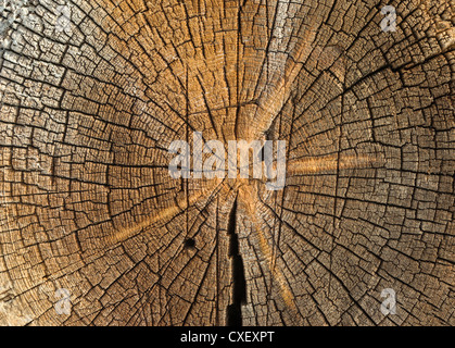 Cut down tree trunk texture  close up Stock Photo