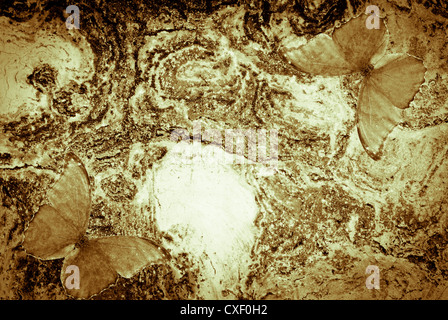 grunge butterfly wall texture background Stock Photo