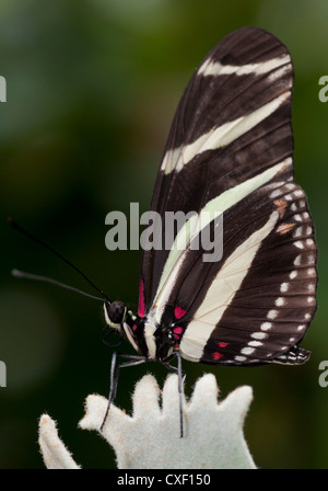 Zebra Longwing Butterfly - Heliconius charitonia Stock Photo