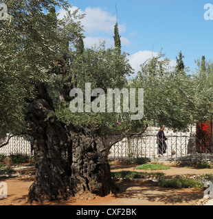 The monk in the Gethsemane garden Stock Photo