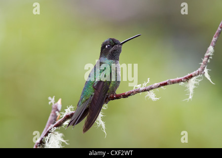 Male Magnificent Hummingbird (Eugenes fulgens) on branch at Savegre, Costa Rica. Stock Photo