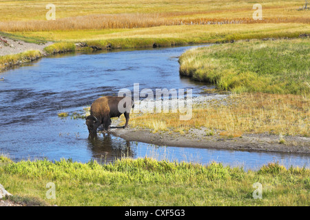 The bison drinks Stock Photo