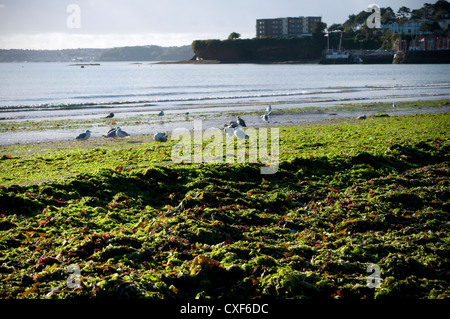 seaweed on paignton beach Stock Photo