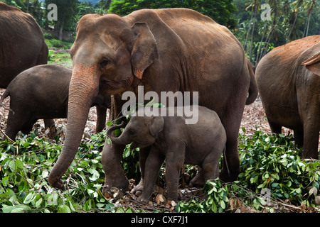 female Sri Lankan elephant with calf at the Pinnawala Elephant Orphanage near Rambukkana at Kegella village, Sri Lanka