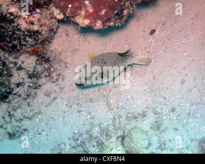 Black-spotted pufferfish (arothron nigropunctatus) Stock Photo