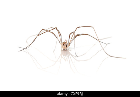 A Opiliones spider, aka Daddy Longlegs or Harvestman on white background with reflection.