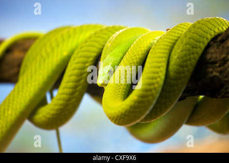 Green Mamba (Dendroaspis) poisonous arboreal snake coiled up on a branch. Stock Photo