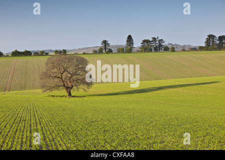 A solitary tree stands in a field at Willoughby Hedge in Wiltshire. Stock Photo