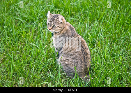 A gray tabby Highland Lynx cat sitting in the grass looking back. Stock Photo