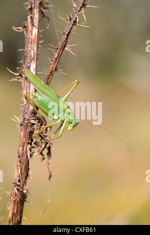 Great Green Bush Cricket; Tettigonia viridissima; male; UK Stock Photo