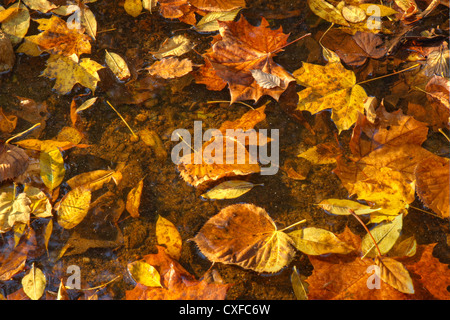Colorful fall leaves of maple, sycamore, cottonwood and other trees floating on a pool of water in a forest stream in Indiana Stock Photo