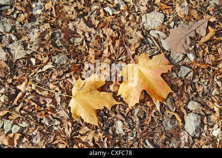 Fallen leaves of red oak (Quercus species) and sugar maple (Acer saccharum) against a background of leaf litter and rocks Stock Photo