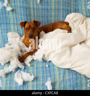 Dog chewing best sale on pillows