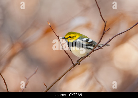 Black throated Green Warbler bird songbird perching Stock Photo