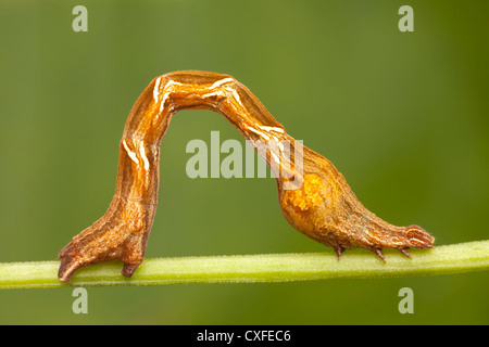 Cross-lined Wave Moth (Calothysanis amaturaria) caterpillar (larva), aka Cobra Inchworm Stock Photo