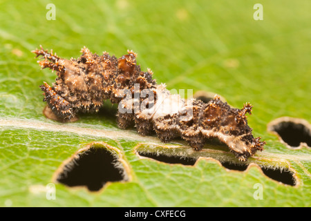 A Viceroy Butterfly (Limenitis archippus)  caterpillar (larva), which mimics a bird dropping, feeding on a Cottonwood leaf Stock Photo