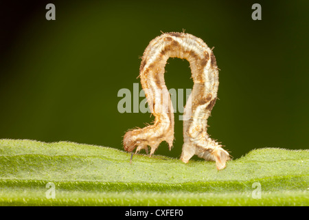 Common Tan Wave Moth (Pleuroprucha insulsaria) caterpillar (larva) Stock Photo