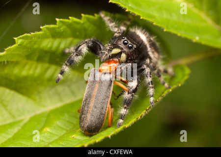 A female Bold Jumper (Phidippus audax) holds on to her captured soldier beetle (Podabrus tomentosus) prey. Stock Photo