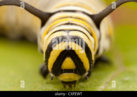 A frontal view of the head of a 5th instar Monarch Butterfly (Danaus Plexippus) caterpillar (larva) Stock Photo