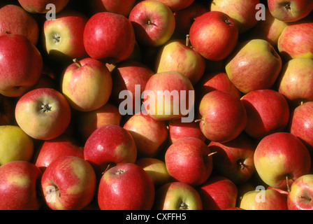 Jonagold apples at a produce stand near the town of Oliver in the Okanagan Valley, British Columbia, Canada. Stock Photo