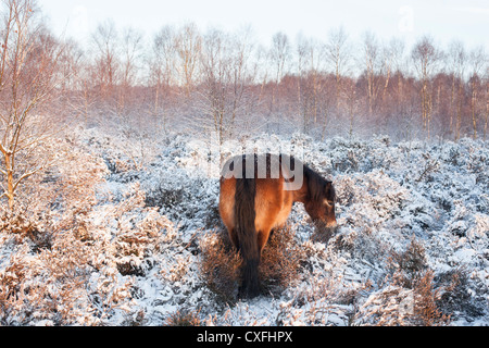 Sutton Coldfield park in snow Stock Photo