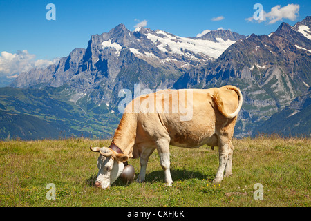 grazing cows in the swiss alps Stock Photo