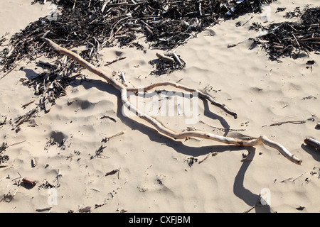 Bleached white wooden stick driftwood, Roker, north east England, UK Stock Photo