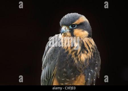 Aplomado Falcon, juvenile Stock Photo