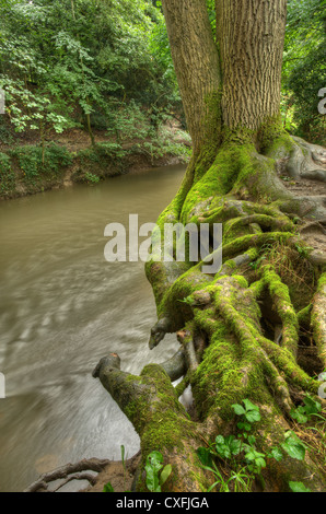 Deep cutting eroded river bank with moss covered ash tree roots clinging on and undercut by river Mole at river bend Stock Photo