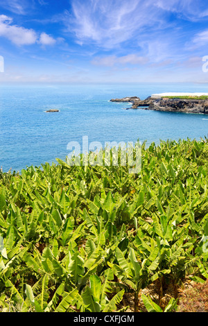 Canarian Banana plantation near the ocean in La Palma Canary Islands Stock Photo