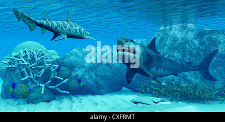 Three Royal Angelfish try to hide near some coral as a Great White shark meets with a Leopard shark. Stock Photo