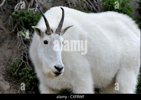 A white mountain goat' Oreamnos americanus' on a mountain side Stock Photo