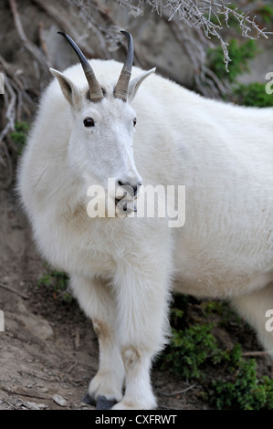 A white mountain goat' Oreamnos americanus' on a mountain side Stock Photo