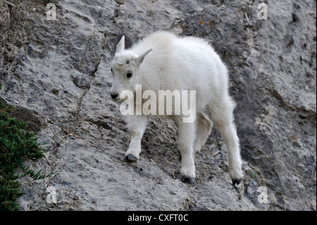 A baby mountain goat walking on a steep mountain side. Stock Photo