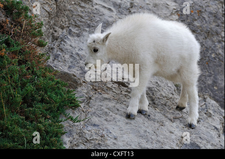 A baby mountain goat walking on a steep mountain side. Stock Photo