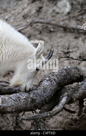 A mountain goat' Oreamnos americanus' smelling the bark of a tree root Stock Photo