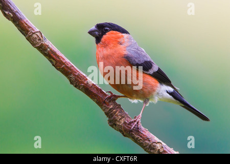 BULLFINCH PERCHED ON A BRANCH Stock Photo