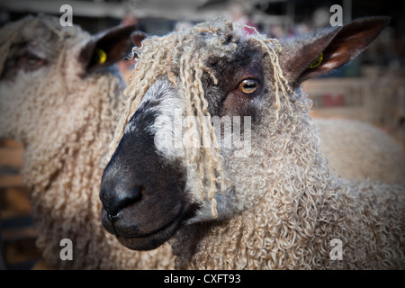 Teeswater Sheep Breeds, groomed show animals, slick sheared  pure-breds, livestock, halter showing at the Masham Sheep Fair, North Yorkshire Dales, UK Stock Photo