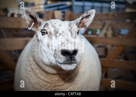 Texel Ram Sheep Breeds, groomed show animals, slick sheared  pure-breds, livestock, halter showing at the Masham Sheep Fair, North Yorkshire Dales, UK Stock Photo