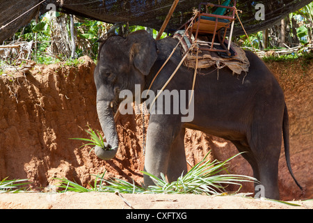 Elephant Shelter on Phuket Stock Photo