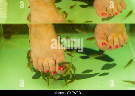 a woman's feet having a Garra rufa, doctor fish pedicure, UK Stock Photo