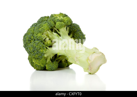 Broccoli head on a white background Stock Photo