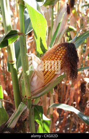 A close up of an ear of corn growing on a stalk. Stock Photo