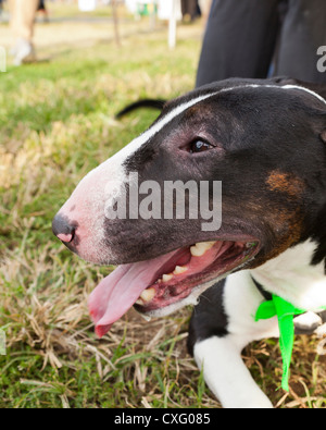 English Bull Terrier dog profile Stock Photo