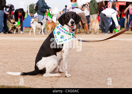 Profile of sitting dog Stock Photo