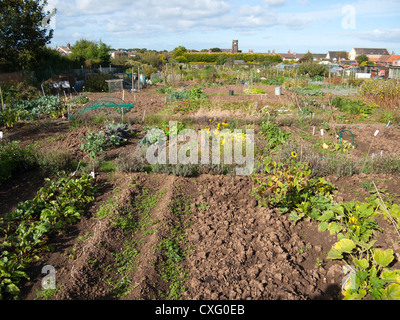 Fresh vegetables growing in well tended allotment gardens on a sunny autumn day Stock Photo